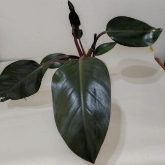 foto philodendron red diamond real